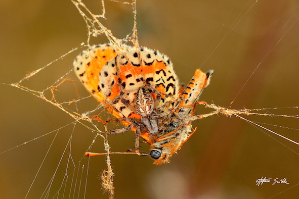 Predatori di farfalle